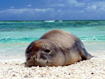 В прибрежных водах Кушадасы был замечен редкий тюлень-монах. фото-1