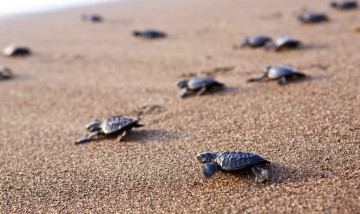 Черепашки Caretta Caretta побили рекорд на древнем пляже Патара фото-1