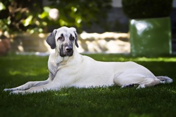 «Турецкий кангал» - гордость провинции Сивас фото-1