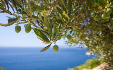 Оливковое масло старейшего дерева Турции продают за 100 тысяч лир фото-1