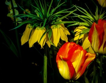 Перевернутый тюльпан расцветает на востоке Турции фото-1