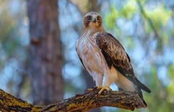 Мигрирующим птицам текущая ситуация в мире на пользу фото-1