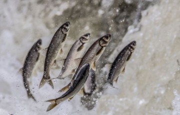 Путешествие жемчужной кефали в турецком озере Ван фото-1