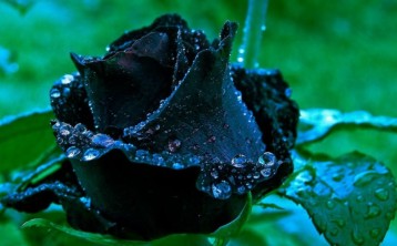 В Турции время сбора урожая черной розы - «жемчужины Евфрата» фото-1